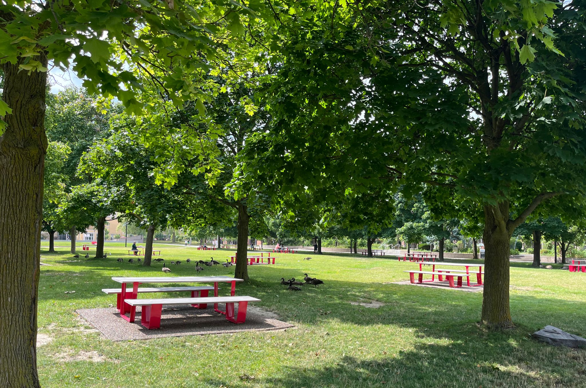 York University's on campus park, scattered people sitting on tables/benches, and some ducks roaming around