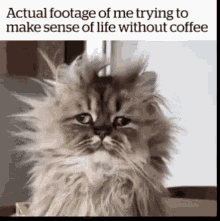 Messy and distressed cat with a caption that says 'Actual footage of me trying to make sense of life without coffee'